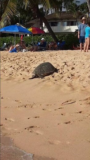 Marriott Waiohai vacation club on Kauai, Hawaii. "Beach access to Ocean, a turtle came up!