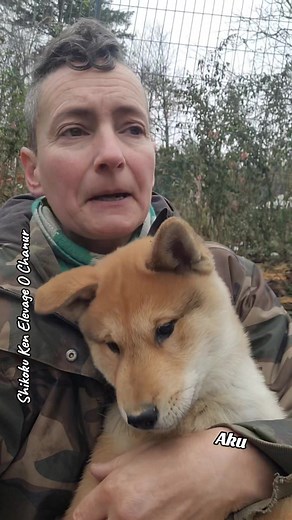 79K views · 1K reactions | ‼️Retour d un chiot a l élevage ➡️ Raisons et solutions ❤️ Explication puppy blues avec Aku jeune Shikoku taquin  #四国犬 #Shikoku #shikokuken #shikokudog #elevageshikoku | Shikoku Ken "O Chanur" Elevage canin | Facebook