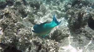 51 reactions · 4 comments | Ever been snorkelling and heard a parrot fish nibbling at the coral? Parrot fish play an extremely important role in the ecosystem of the reef by eating and thereby cleaning off algae and dead coral  Learn more about Parrot Fish here: https://sailing-whitsundays.com/article/parrot-fish-of-the-islands | Sailing-Whitsundays.com | Facebook