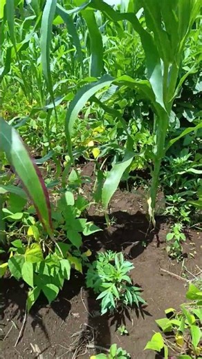 Enhanced Nutrient Availability: Legumes can fix nitrogen and supply nitrogen to neighboring crops.