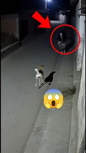 Dogs Can See What We Can’t 😱