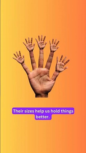 Why are our Fingers all different Lengths? #facts #didyouknow