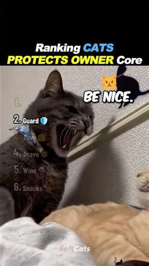 Ranking Cats Protecting Their Owners 🛡️🐱