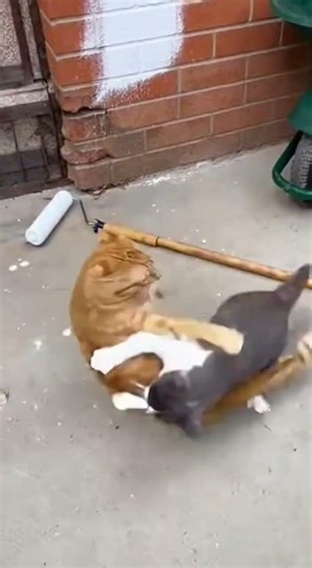 Watch This Cat Pounce Into Action