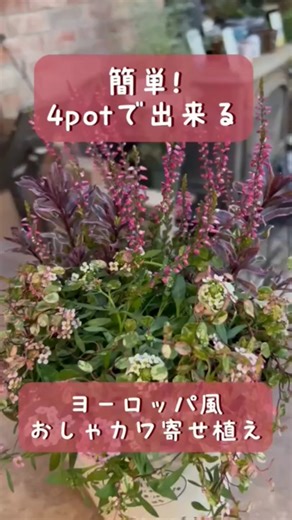 【4potで作れる】【簡単】【春まで楽しめる寄せ植え】アリッサムを使った寄せ植え #ガーデニング #園芸店 #寄せ植え