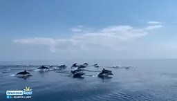 #weathersicily | 😮🌊🐬🌊🐬 Incredibile quanto visto ieri al largo di #Taormina, in #mare aperto. Un vasto gruppo di #delfini fa visita nel messinese ionico. Immagini di Francesco Mauceri, via Martino Furnari. www.weathersicily.it 😀🏖️🏝️ Lascia che l'#estate ti renda libero. Liberati dalle vecchie app: 📲scarica Weather Sicily App, in #Sicilia sono arrivate le previsioni #meteo orarie a 5 giorni per oltre 600 località. Disponibili su - Google Play > https://play.google.com/store/apps/details?i