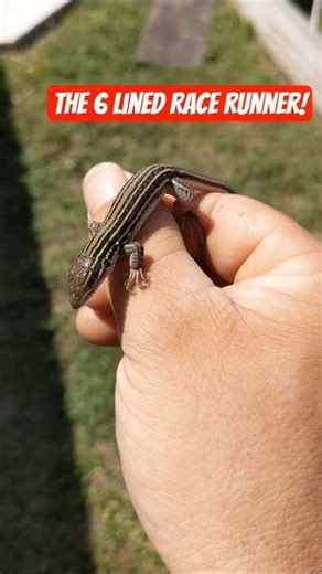 The 6 Lined Race Runner! #lizard