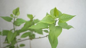 Syringa vulgaris, Flowering Shrubs, Fragrant Shrubs, Common Lilac Leaves In The Wind