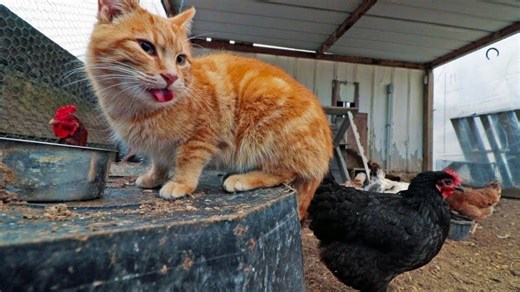 A cat that acts just like a chicken