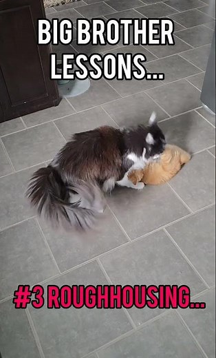 LESSON #3 for Kiwi the Kitten🥝 #play #playtime #catvideos #catlife #playing #kitty #fun #kittenshort