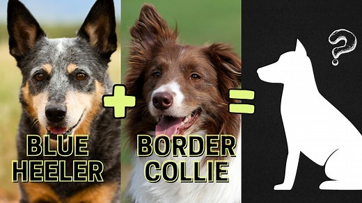 Top 12 Blue Heeler Mix Breeds You Don't Know About 🐶 #BlueHeelerMix #BlueHeeler #AnimalInsider | Animal Insider