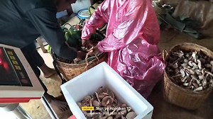 7.5K views · 502 reactions | 13.6.2023.ယနေ့ မှိုကျင်းမှ တူးယူလာသော ဖက်စွတ်မှို များ မှိုအပွင့် တစ်ပိဿာ 19000 မှို အဖူး တစ်ပိဿာ 22000 အော်ဒါ ကြိုတင်ပေးပါရန်။ 09-672838000 | Shan State Trade Centre - SSTC | Facebook