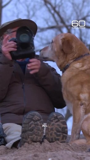460K views · 28K reactions | A memorial service is being held Wednesday for Jane Goodall at the Washington National Cathedral. In 2018, the renowned conservationist told 60 Minutes that most people incorrectly guess her favorite animal. It isn’t chimpanzees; it’s dogs, just not her friend Tom Mangelsen’s dog, Junior. Her groundbreaking work studying chimpanzees in the 1960s shaped the world’s knowledge of the animal. | 60 Minutes | Facebook