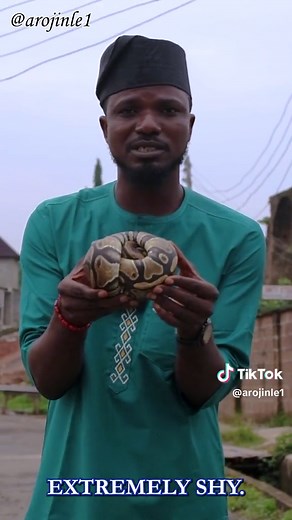 Save the Ball Pythons: Beautiful and Gentle Snakes in Danger