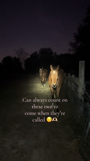 Just a bunch of big dogs 😌😌 #fyp #horses #equestrian