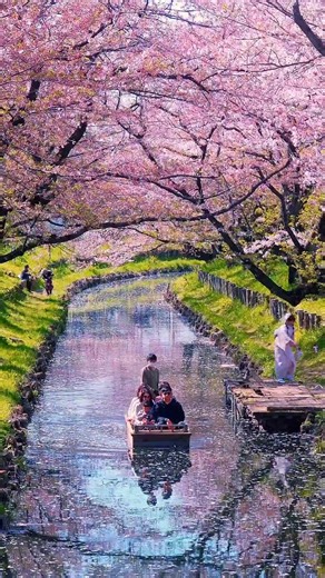 Kawagoe Cherry Blossom Season Cinematic Video