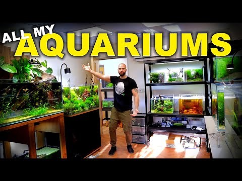 HUGE Fish Room Tour!! 49 Aquariums 2x Studios & Feeding (must see!!) | MD Fish Tanks