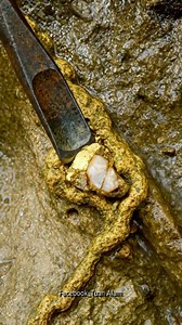 15M views · 78K reactions | Gold Quartz 滋 #GoldRush Unbelievable —...