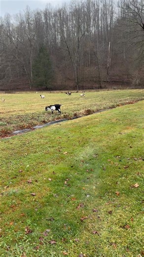 #Goats of Glen Daniel | Jake Jarrell