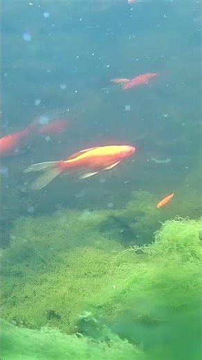 Goldfish gliding through spring algae bloom