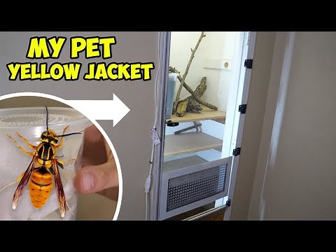 Raising Yellow Jackets as Pets in My Closet part 1: Releasing the Queen