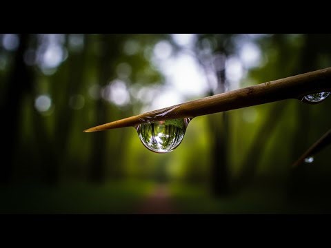 Sharpnel Seeds Beware The SandBox Tree