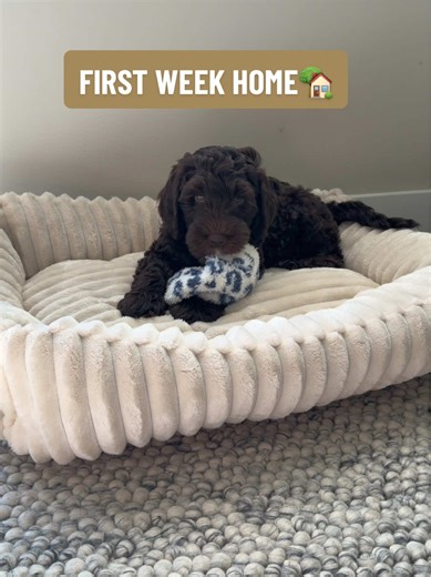 Adopting My First Puppy: A Week of Joy