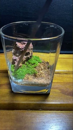 Mini 🍀 Moss Landscape In a Glass | Easy DIY Terrarium #landscape #moss #shorts