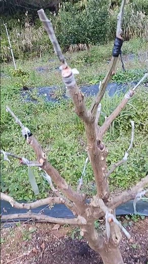 シークワーサーから、タンカンへ、接ぎ木してみた、