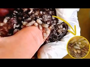 #Animalrescue Mangoworm Removal Compilation, Vet Treat To Dog From Worm