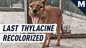 Colorized footage from 1933 shows the very last Tasmanian tiger in all its stripy glory