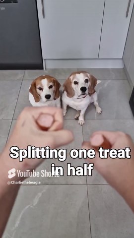 The fears that make these beagles hilarious