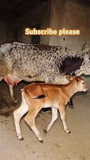 Cows Performing the Cutest Comedy Dance You'll See Today #AnimalVideos #Funny #Cute