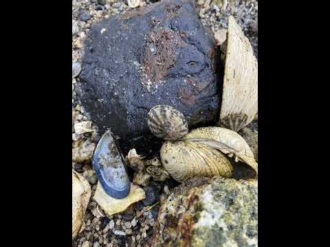 Paralytic Shellfish Poison: Part 1