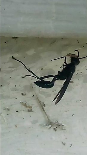 Black Wasp Hymenoptera
