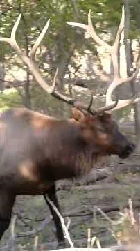 Bow Hunting A Screaming Bull Elk With Taylor Drury #Shorts #Hunting #Wildlife #Nature