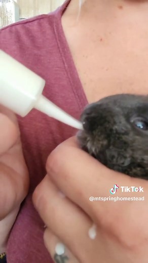 Caring for Orphaned Baby Rabbits