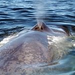 About whales & dolphins