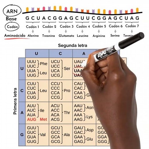 Genetic Code IN 1 MINUTE #biology