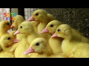 Little Duck Song 🦆 | Kids Song In English | Nursery Rhyme With Ducks