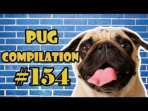 Pug Compilation 154 - Funny Dogs but only Pug Videos | Instapug