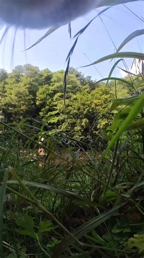 Ros caught a fish 🎣😂 | Ros Adventure Cat