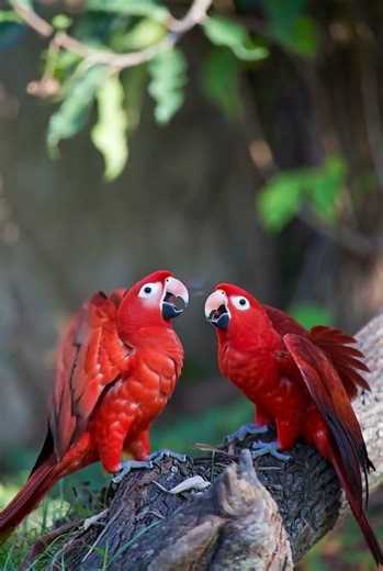 Stunning Red Macaws in the Wild! 🦜 #nature #birds