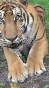 GOOD MORNING - This will wake you up :-) Very short CLOSE-UP of a tiger pouncing. It seems that pouncing at Afton was more interesting than playing with a pineapple. We want to sincerely THANK EACH OF YOU who take the time to interact on our posts. We enjoy reading your comments. #tiger #tigers #Pounce #goodmorning #morning #wakeup #Pounce #BigCatRescue #sanctuary #sancturylife #closeup #shorts #shortvideo #reels #catreels #catvideo #catvideos #interesting #dontjump #pineapple #playing #facebook