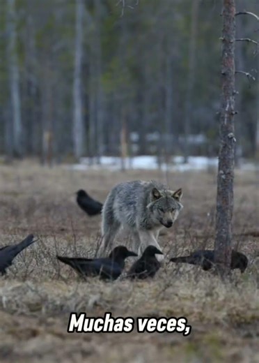 El pacto salvaje entre lobos y cuervos 🐺🦉