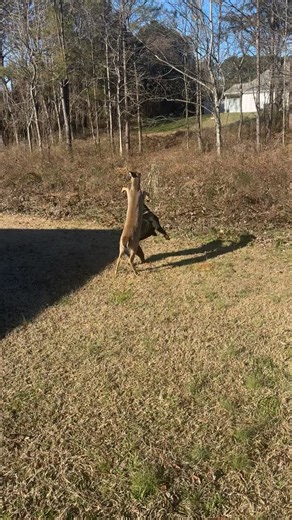 They’re back to playing again today lol #rottweiler #whitetaildeer | rottweilers