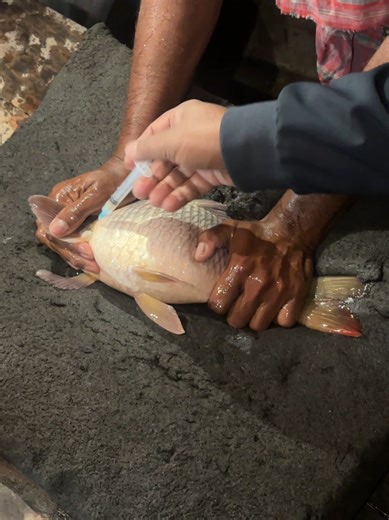 Understanding Fish Farming Techniques
