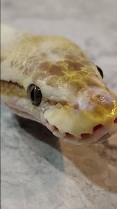 Lilith Our Emperor Pin Enchi Ball Python. #lilith #emperor #pinstripe #ballpython #snake