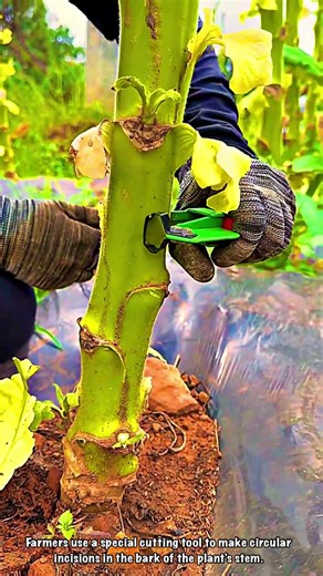 Tree Grafting: Trimming the Bark Using a Girdling Tool
