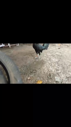 Black Apache Thomas Hennie! #imptdline #TibayAtGaling #IsangAlamat #PangMalakasan #panlabansalahat #thomashennie | Thomas Aquino